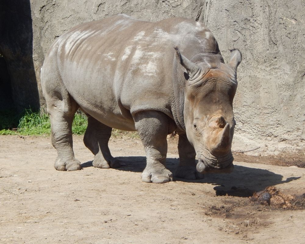 Rhino at the Indianapolis zoo, 5 Misconceptions about living in Indianapolis