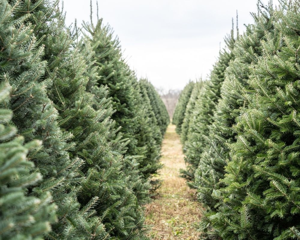 Christmas tree farm, fun things to do in Indianapolis during Christmastime