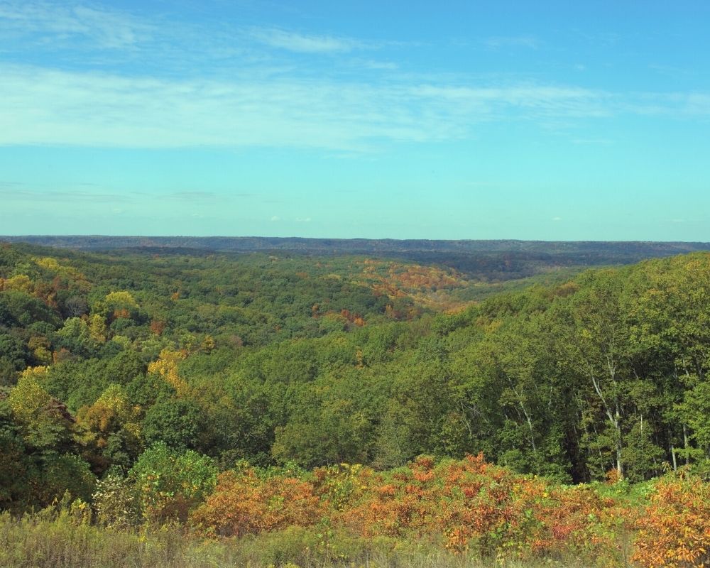 Brown County State park trees, Living in Brown County Indiana (2)