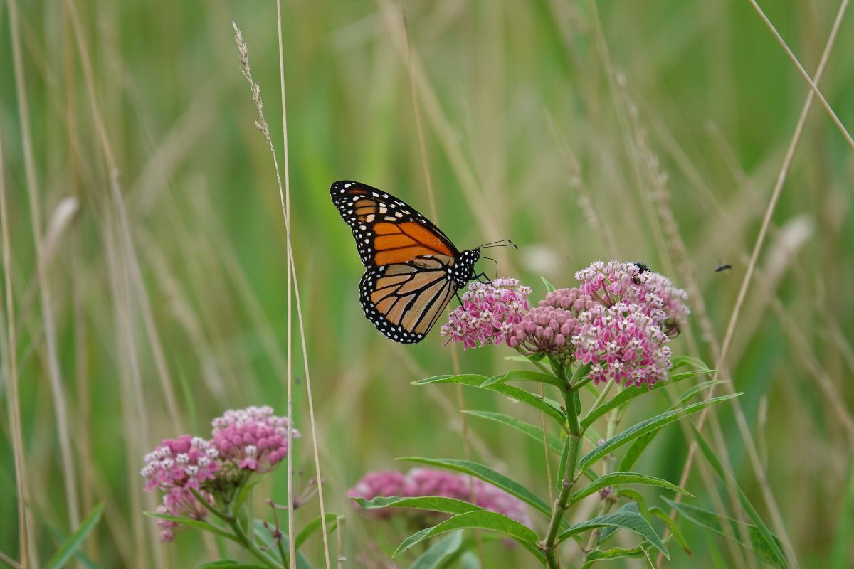 spring depiction of flowers and a butterfly in Indiana, Springtime in Indiana